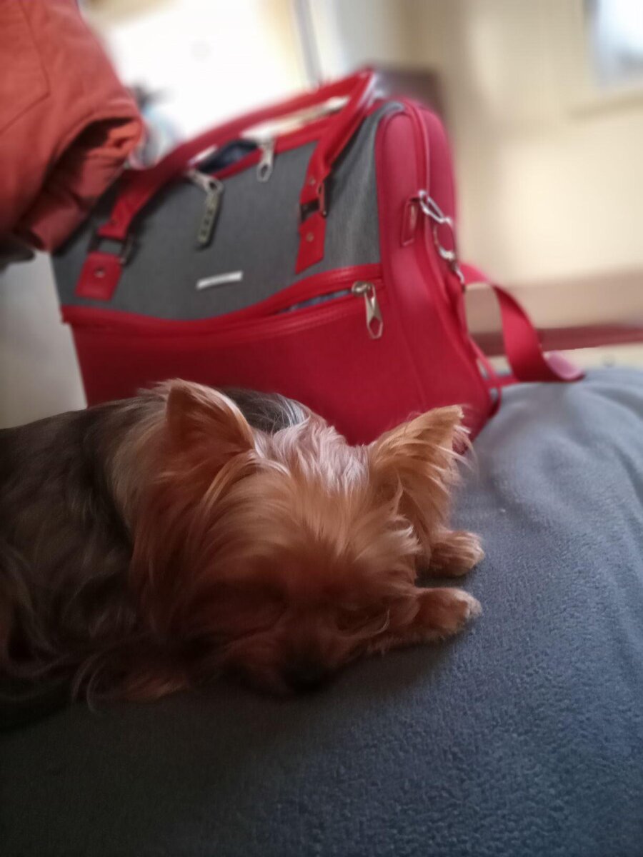 Пока я разбираю вещи, Луша решила вздремнуть