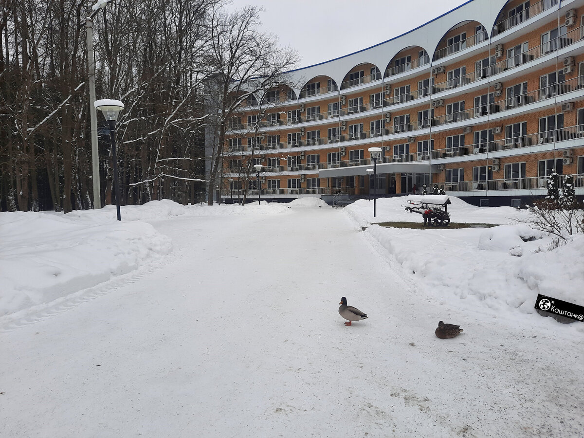 Фото из личного архива: Корпус "Запад" и милые уточки.