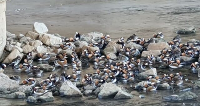    Стая уток-мандаринок на реке в восточной части Сеула, Сондон-гу.