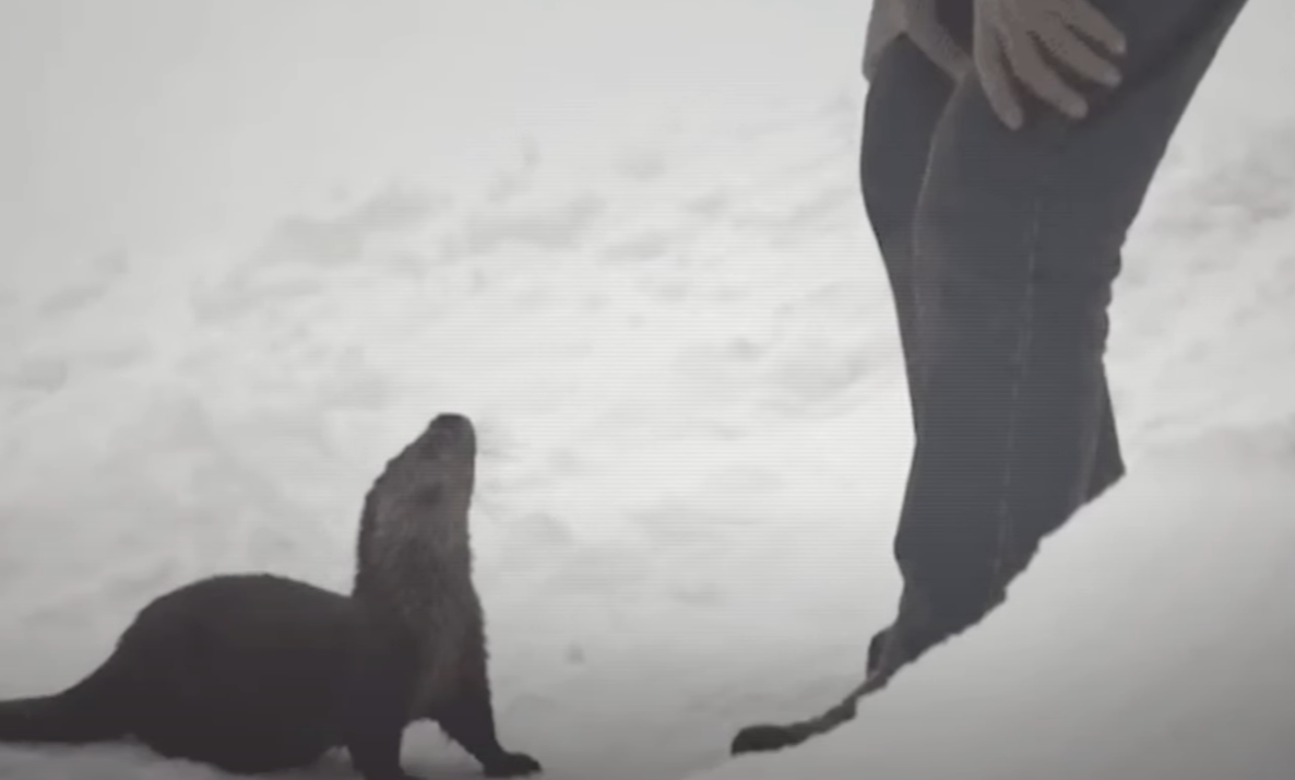 Мужчина потерял всю семью, впал в депрессию, но потом в его дверь ...