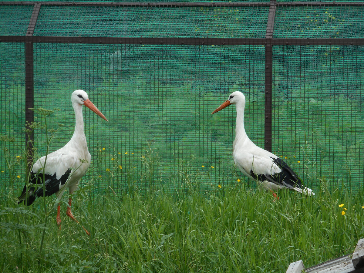 Гоша и Руслана