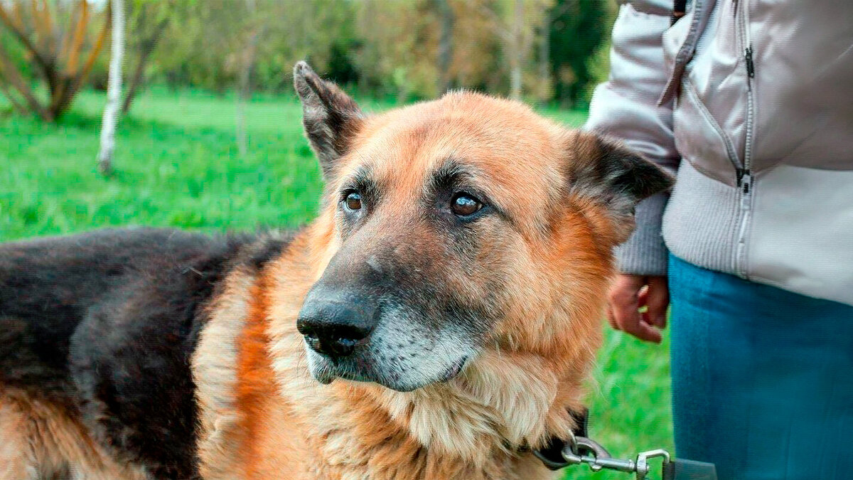 источник фото: glorypets.ru