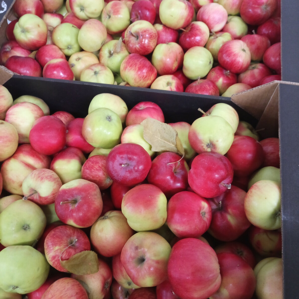 Почему неприлично показывать. Средний палец жест девушка. Неприличные фото девушек. Кристен белл джейсон доринг и райан хэнсен. Непристойные вещи.