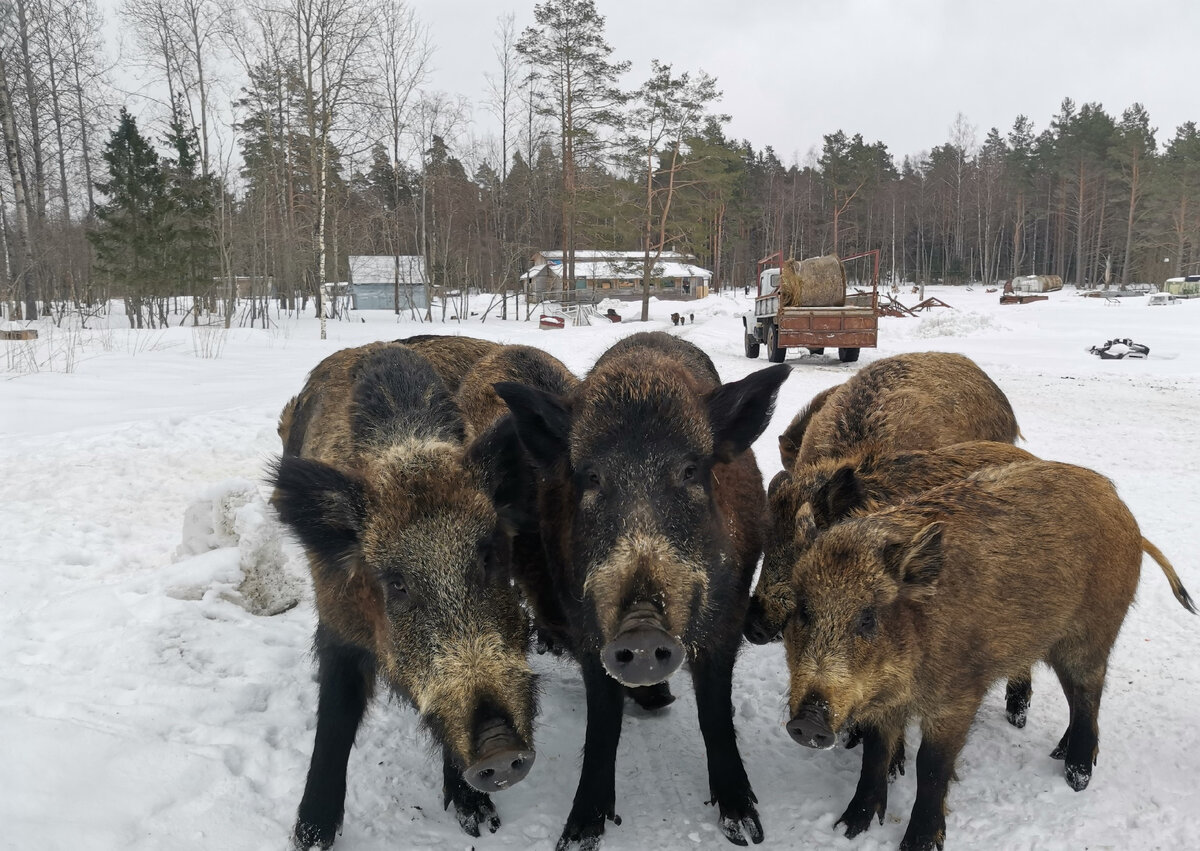 Фото из поисковой системы Яндекс