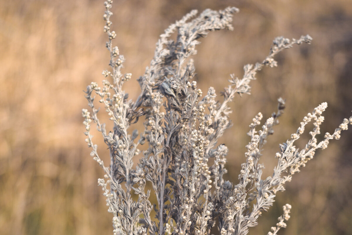    Полынь и другие лечебные травы от вздутия живота, как правило, обладают горьким вкусом.Фото: Unsplash