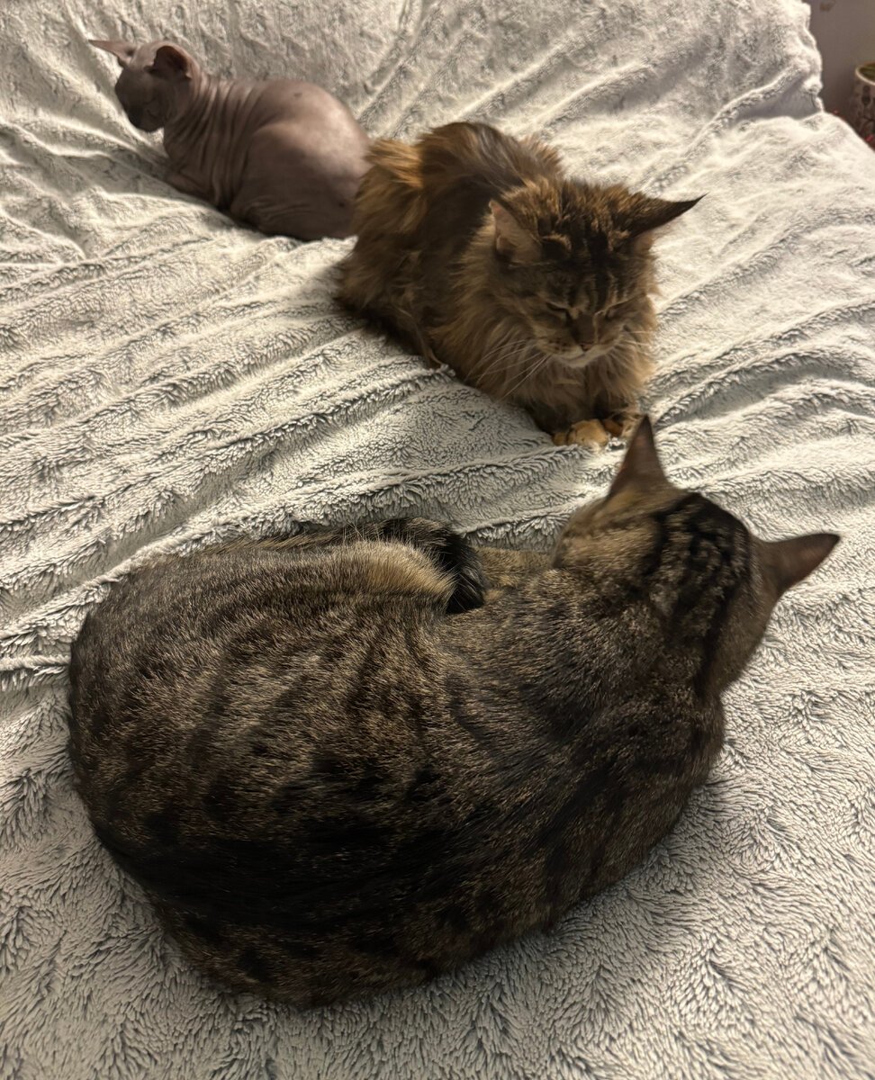 бог любит животных. я есмь пастырь добрый. любимое животное бога. христос с животными. господь бог и иисус христос.