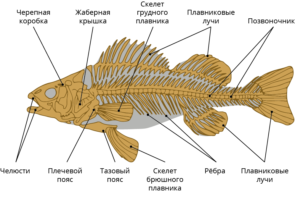 Кости линя. Опорно двигательная система рыб. Опорно двигательная система рыб 7 класс. Скелет рыбы биология 7 класс. Опорно двигательная система рыб строение и функции.