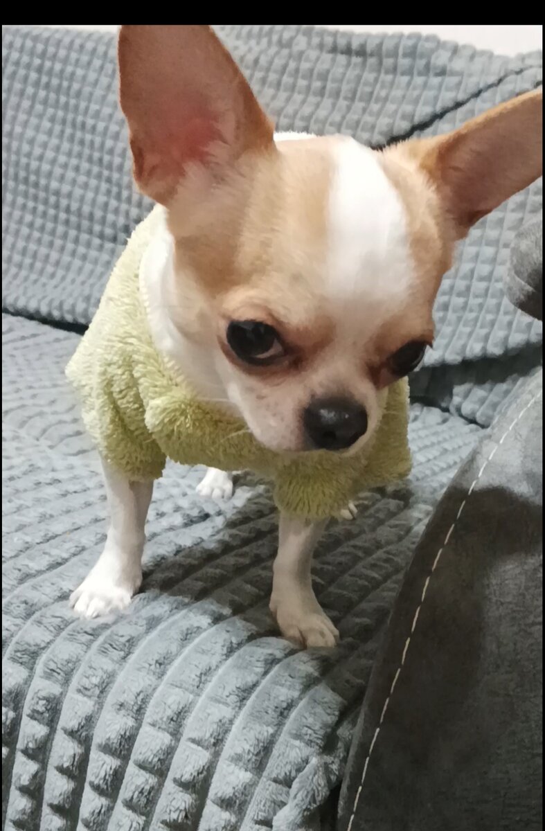 Фото автора чихуахуа