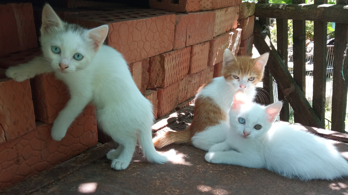 Муська, Бельчик и Рыжик