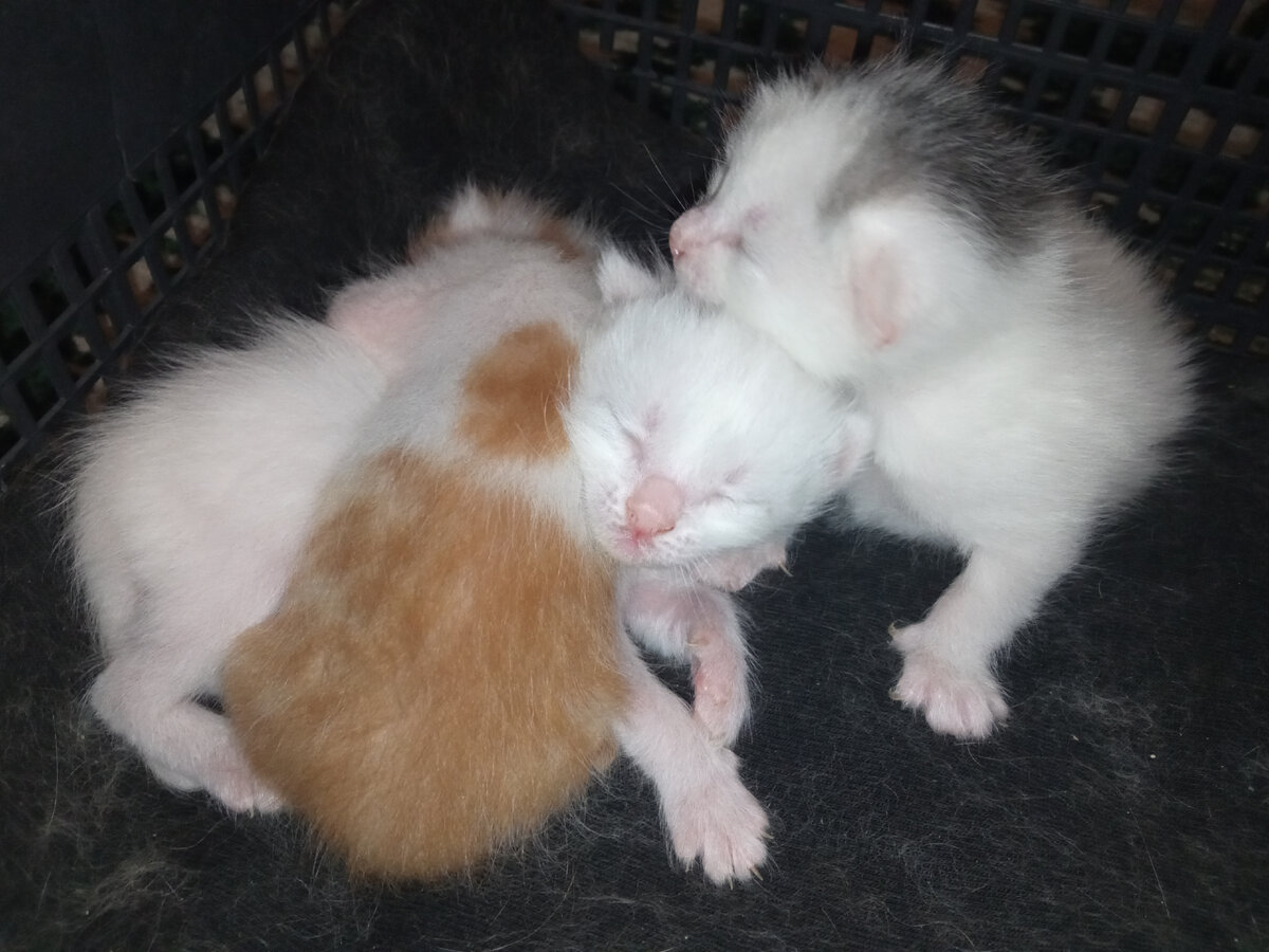 Котейкам неделя