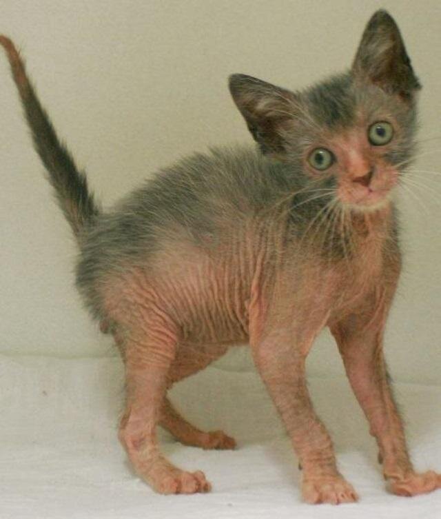 Сфинкс скрещенный с обычной. Донской сфинкс метис. Кошка сфинкс метис. Донской сфинкс метис. Метис корниш рекс и сфинкс.