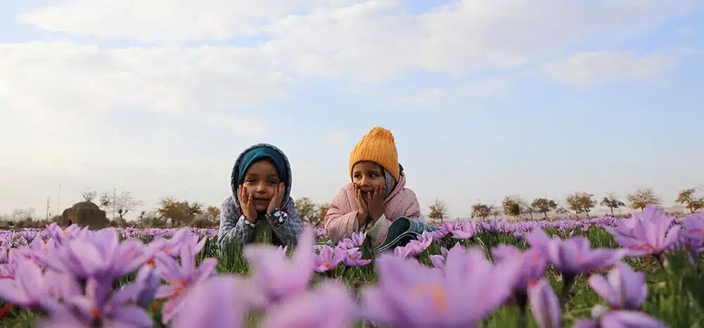 آنچه در این مطلب مطالعه خواهید کردToggleزعفران، ادویه ایرانی
زعفران (saffron) کلاله یا سرگل سرخ رنگ گلی به همین نام است که پس از پاک کردن ( پرکردن گل) و خشک کردن به عنوان ادویه و رنگ‌ دهنده طبیعی در آشپزی مورد استفاده قرار میگیرد. زعفران گران‌ترین ادویه جهان به شمار میرود که بیش از 90 درصد آن در ایران و خراسان رضوی تولید می‌شود. استان خراسان بزرگ در ایران و شهر تربت حیدریه بزرگترین تولید کننده و صادرکننده زعفران و چین و اسپانیا، بزرگترین واردکننده آن در جهان به شمار می آیند.
این گیاه دارای گل‌های بنفش با شش گلبرگ است. گل زعفران سه پرچم و یک مادگی منتهی به کلاله سه شاخه به رنگ قرمز دارند که قسمت مورد استفاده این گیاه انتهای خامه و کلاله سه شاخه است که با نام زعفران معروف است و دارای رنگ و بوی معطر است.گیاهی است که به دلیل ارزش فراوان به طلای سرخ لقب گرفته و درآمد اصلی مردم در شهرهای خراسان و به ویژه منطقه قائنات است.PlayEnter fullscreenRewind 10sPlayForward 10s00:0001:36Muteزعفران چیست؟
کروکوس ساتیووس، که معمولا به عنوان زعفران شناخته شده‌است، مواد خام یکی از ادویه‌جات بسیار گران قیمت در جهان است، و قرن‌ها است که توسط انسان استفاده می‌شود. شفادهندگان مصر آن را را برای درمان بیماری‌های دستگاه گوارش استفاده می‌کردند؛ همچنین در زمان روم باستان، این گیاه به منظور التیام زخم و تسکین مشکلات دستگاه تنفسی فوقانی استفاده می‌شد.امروزه، از آن به عنوان یک عامل ضد التهابی و ضد سرطان استفاده می‌شود، همچنین تاثیر آن در درمان نقص‌های شناختی بررسی شده‌است. استفاده‌های دیگر زعفران در طب سنتی عبارت است از سقط جنین و همین‌طور درمان اسپاسم، تب، سرماخوردگی، برونشیت و بی‌خوابی.زعفران در طب سنتی و طب آیورودا، از این گیاه به عنوان یک خلط‌ آور و ضد سرفه (اکسپکتورانت)، آرام بخش، ضد آسم، آداپتوژن (سازش‌زا) یا قاعدگی‌آور (دارو یا هر چیزی که برای تسریع یا تشدید خون‌روش در قاعدگی به کار می‌رود) استفاده می‌شود و در طول قرن ۱۶ تا ۱۹ برای تهیه‌ی ترکیبات مختلف دارویی جهت تسکین درد استفاده می‌شد.فوائد و خواص زعفران
پر واضح است که خواص و فوائد زعفران وابسته به برند آن نیست، بلکه بستگی دارد به محلی که زعفران در آن کشت می شود. بنابراین تفاوت زیادی دارد که آن را از کجا خریداری میکنید، بهترین زعفران ایران در خراسان و شهر های گناباد ، قائن و فردوس کشت میشود و در این میان زعفران گناباد به دلیل کاشت به روش سنتی و آبیاری با آب قنات در سازمان جهانی فائو ثبت جهانی شده است.به طور کلی زعفران به درمان افسردگی و افزایش نشاط کمک می‌کند. این طلای سرخ رنگ همچنین قادر به کنترل دو هورمون دوپامین و سروتونین است.
این گیاه می تواند با تاثیرگذاری بر عواملی مانند آرامش روحی و تنظیم ساعت بدن به تجربه یک خواب عمیق نیز منجر شود. استفاده از زعفران همچنین قدرت حافظه و هوش را افزایش داده و عملکرد سیستم ایمنی بدن را بهبود می‌بخشد. جالب است بدانید مصرف به اندازه چای زعفران نیز به رشد و تقویت موها کمک شایانی می نماید و مانع از سفید شدن مو می گردد.
علاوه بر اینها مصرف زعفران برای بانوان با رعایت مواردی خاص بسیار توصیه شده است. همچنین این ادویه گرانقیمت برای بهبود اختلالات و التهابات ریوی و تنفسی هم بسیار مناسب است. همچنین کسانی که دچار ضایعات پوستی مانند کک ‌و مک هستند، نیز می‌توانند با خرید زعفران و مصرف آن، مشکلات پوستی خود را درمان نمایند.
مصرف طلای سرخ ایران باعث پیشگیری از سکته‌های مغزی و قلبی جلوگیری کرده و مانع از بروز سرطان‌های مختلف می‌شود. نکته مهم اما این است که از زعفران نباید بیش از حد استفاده کرد، چون استفاده زیاد از آن می‌تواند مشکلاتی را برای سلامت بدن به دنبال داشته باشد.خرید زعفرانخرید زعفران
در زعفرانیک بر خلاف سایر فروشگاه های اینترنتی شما می توانید زعفران درجه یک را با قیمت بسیار مناسب در سایت انتخاب کنید و پس از رویت محصول درب منزل، مبلغ آن را پرداخت کنید و چنانچه محصول مورد تایید بود تحوبل بگیرید.تمامی محصولات ما با ضمانت کیفیت تحویل مشتری می گردد. در این سایت شما علاوه بر انتخاب و سفارش به صورت اینترنتی و آنلاین، میتوانید بر اساس نیاز خود بسته مورد نظر خود را به صورت تلفنی و یا از طریق شبکه های اجنماعی سفارش دهید و همچنین بسته بندی های متنوع ما را از طریق شبکه های اجتماعی ببینید.حجم دلخواه  خود را از یک مثقال تا چندین کیلو گرم را با قیمت مناسب سفارش دهید و آن را درب منزل دریافت نمایید و سپس پرداخت کنید.( پرداخت درب منزل فقط در تهران)قیمت زعفران
