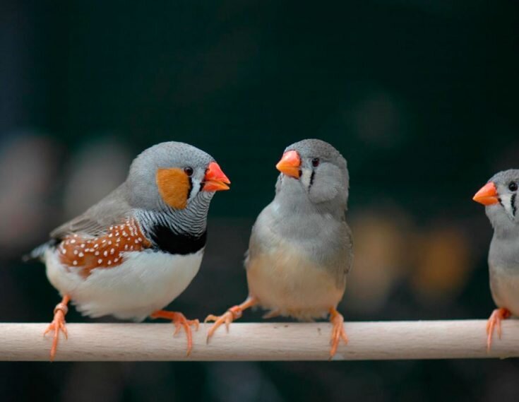 Амадина зебровая птенцы. Красноклювый амадины. Красноголовые попугайные амадины. Попугайчики амадины. Японские воробьи амадины.