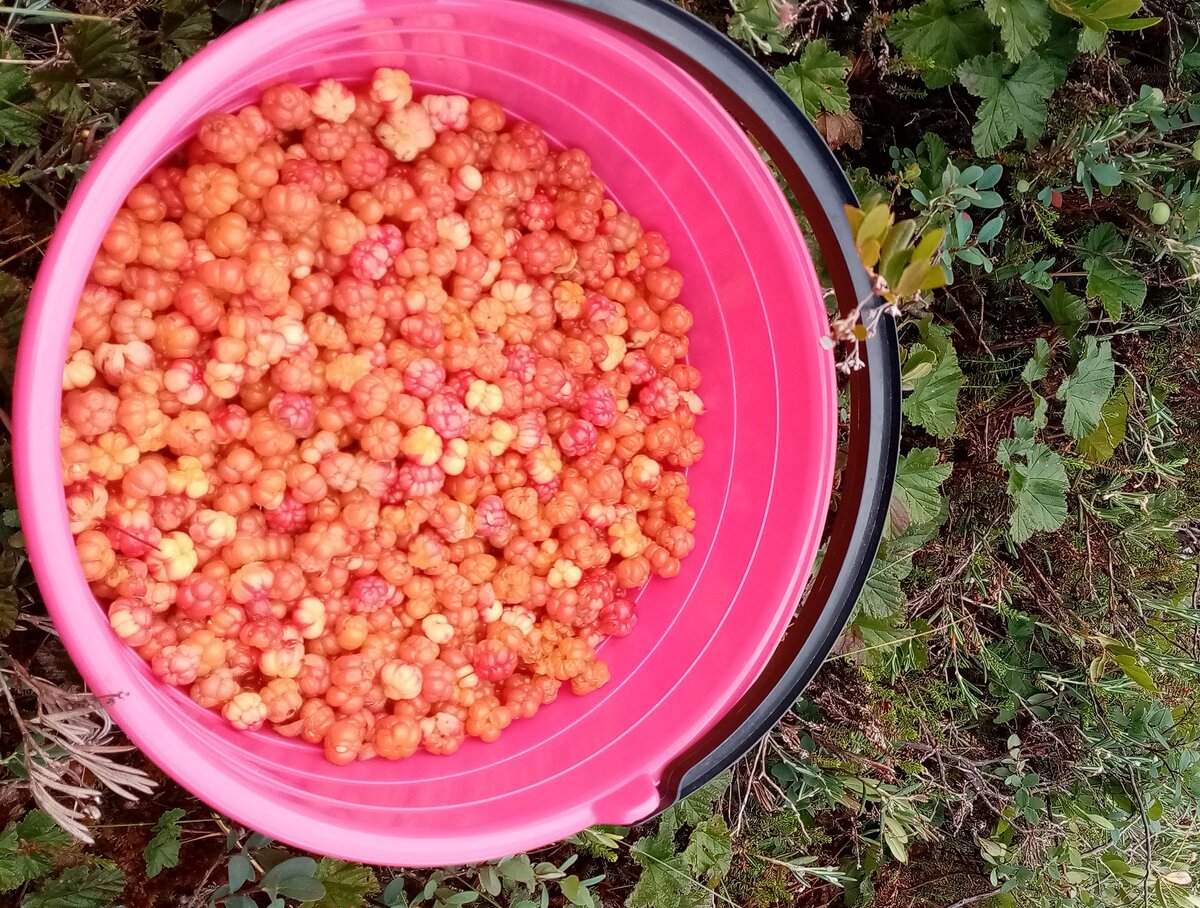 Карельская морошка, фото автора