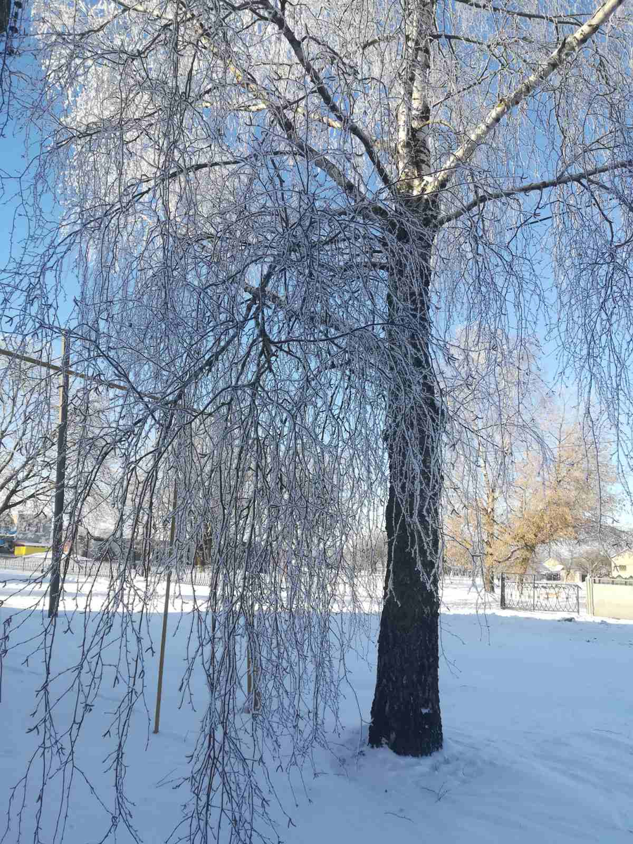 Такого снегопада давно слова