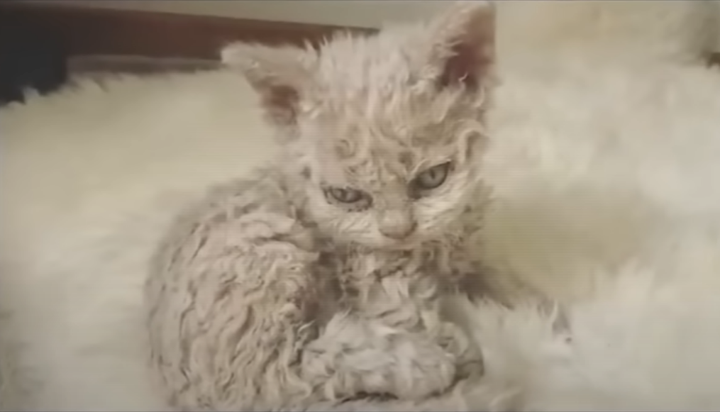 русский язык род имен существительных. существителный как часть речи. работник какой род. слова мужского рода. слова мужского женского и среднего рода.