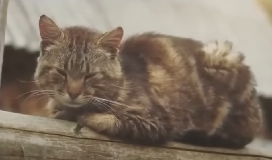 Тайган сафари олег зубков. Тайган на крови федоров. Тайган сафари парк львов владелец. Парк львов тайган в крыму. Парк львов тайган.