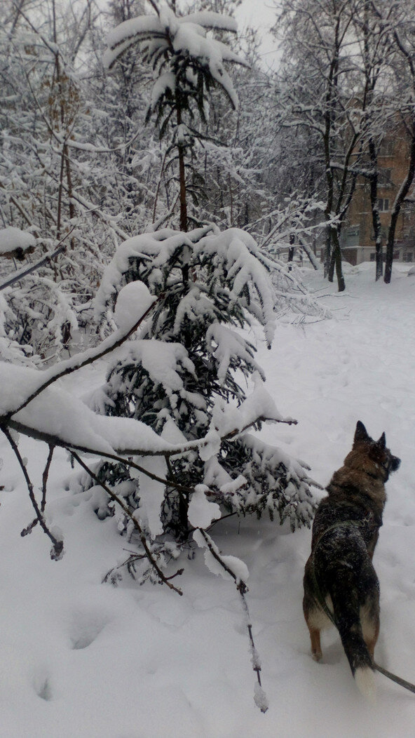 Собственное фото автора