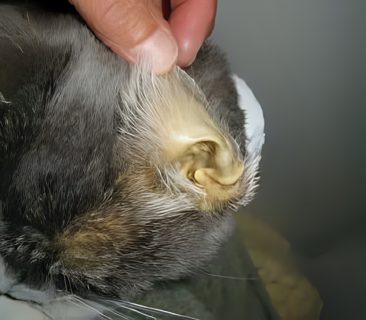 Желтуха у кошки на фоне печеночной недостаточности