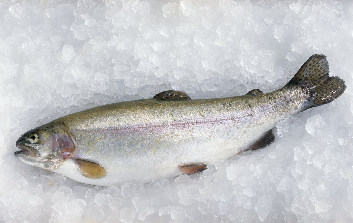 Можно ли есть соленую форель. Салмон рыба. Можно ли есть соленую форель. Польза рыбы. Лосось слабосоленый.