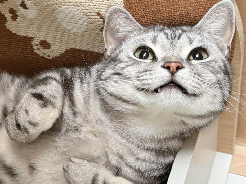 Фото улыбающихся кошек, которые поднимут вам настроение Котолюбитель Рита и Грей