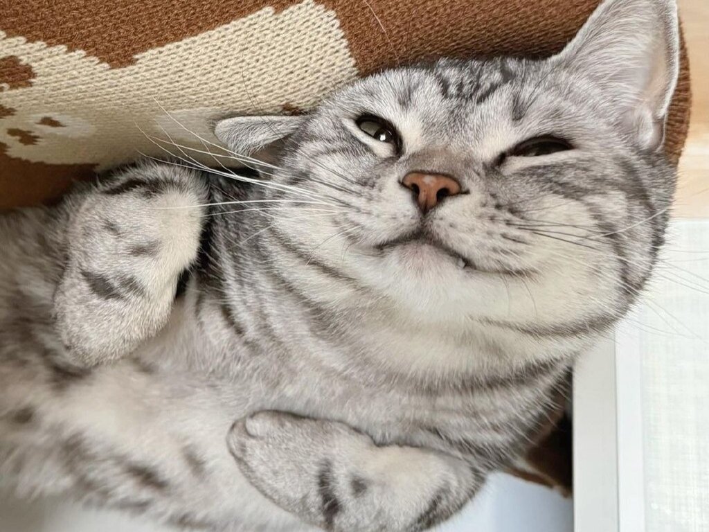 Кот улыбака - 76 фото