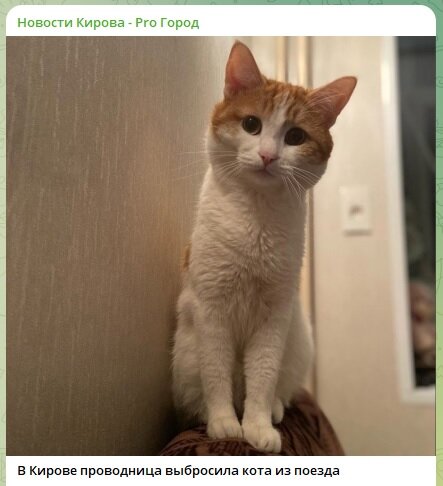    Пропавший кот Твикс. Фото: скриншот Telegram-канала "Новости Кирова"