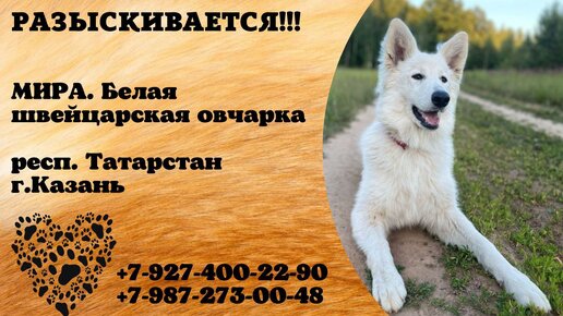 можно кости щенку овчарки. можно кости щенку овчарки. восточноевропейская овчарка съела щенка. щенок немецкой овчарки в квартире. собака ест морковь.