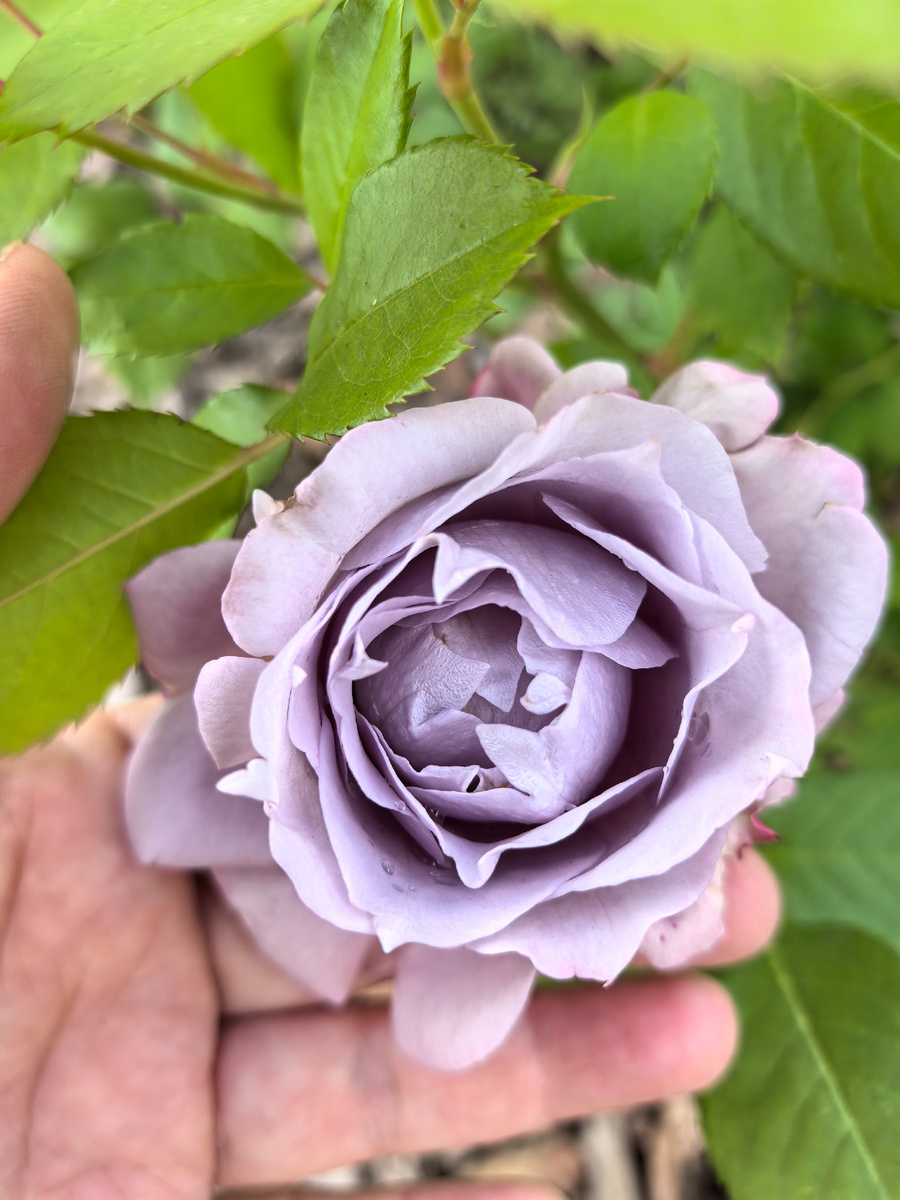 Флорибунда Novalis.