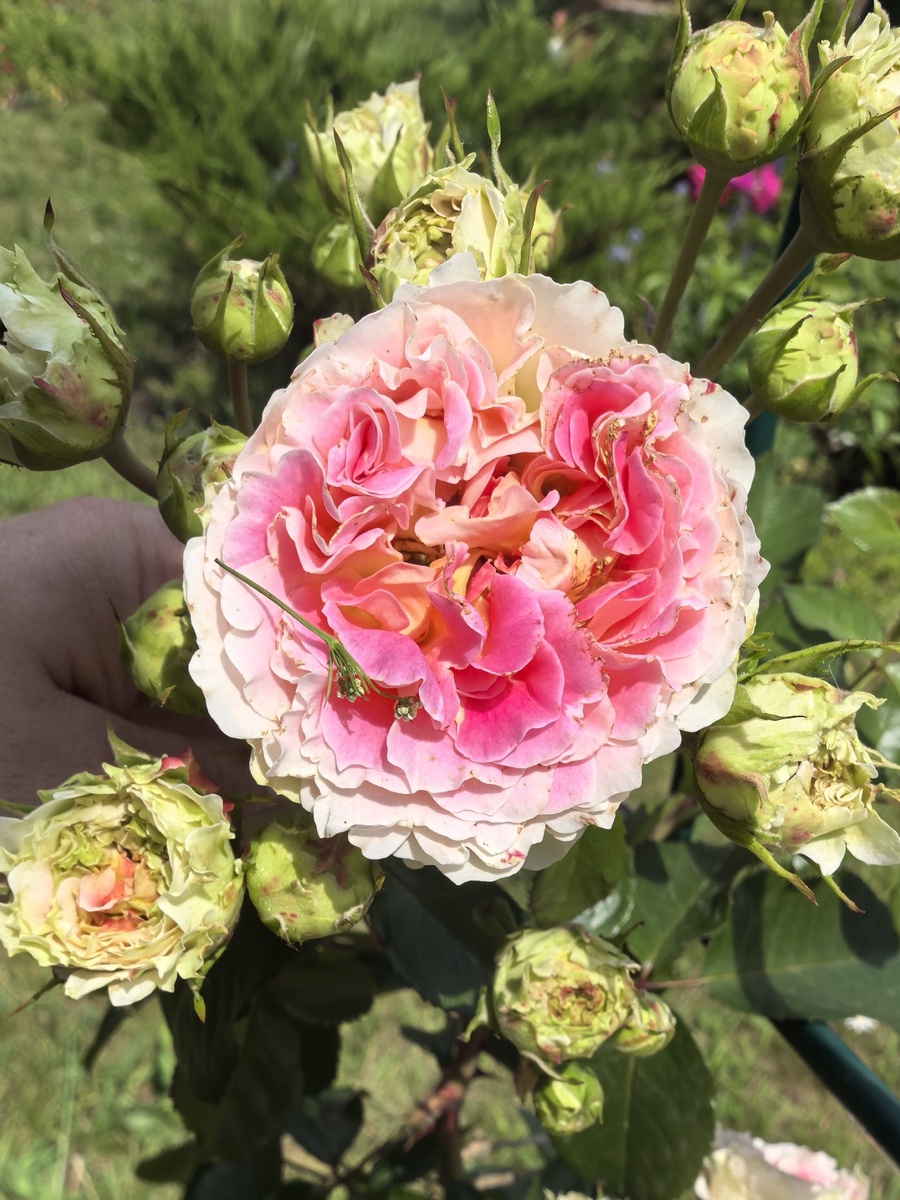 Плетистая роза Cesar