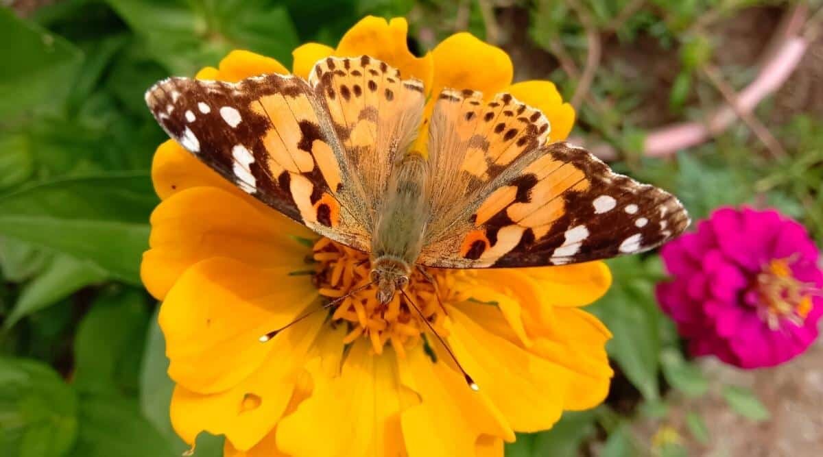 Фото Epic Gardening