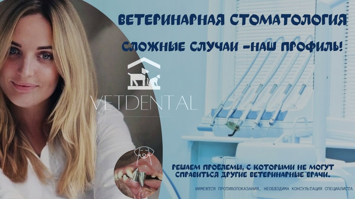 Ветеринарные стоматологи отзывы