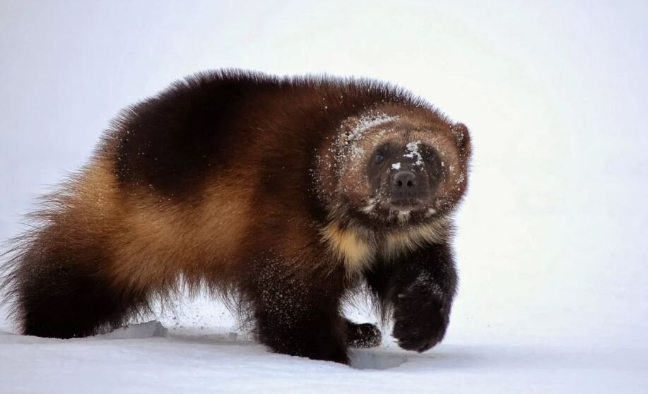 Бдительный нос))