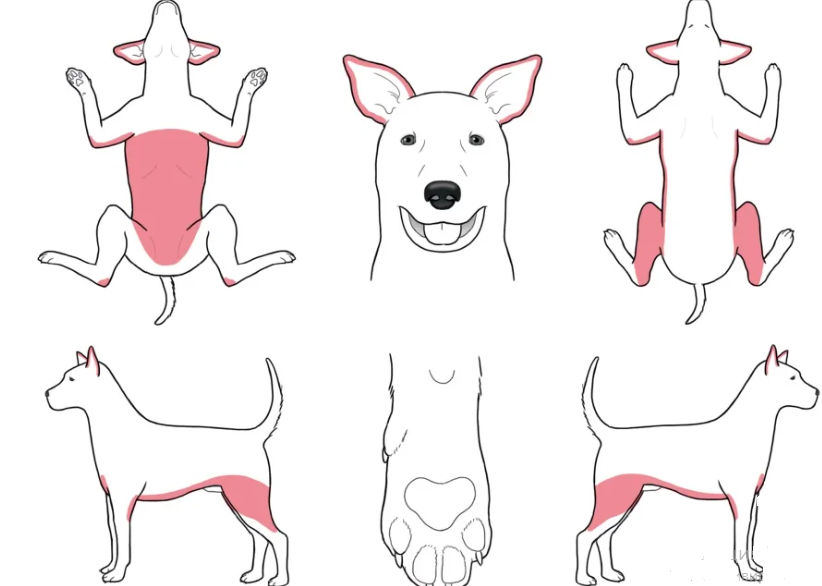 Наиболее характерные места поражения при саркоптозе