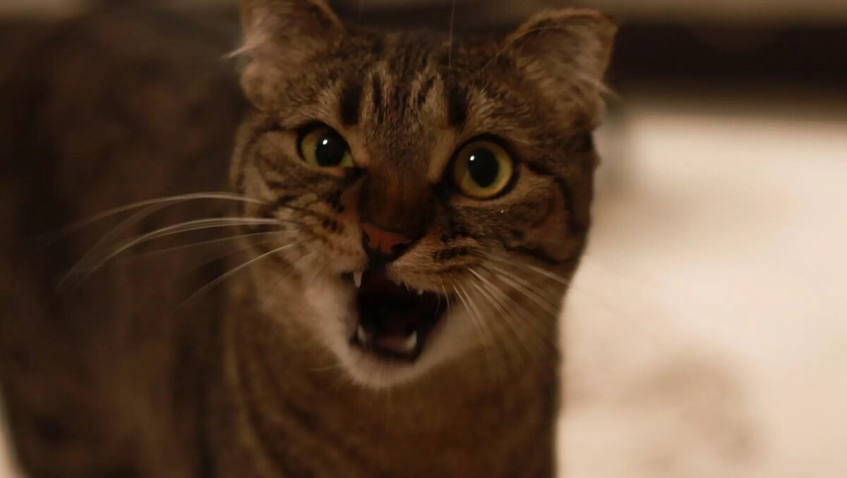     В Красноярске в микрорайоне Солнечный выявили случай заболевания бешенством. Смертельно опасную болезнь обнаружили у домашней кошки.