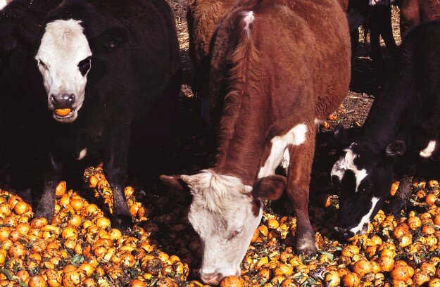 Коровы во Флориде с удовольствием трескают свежие апельсины