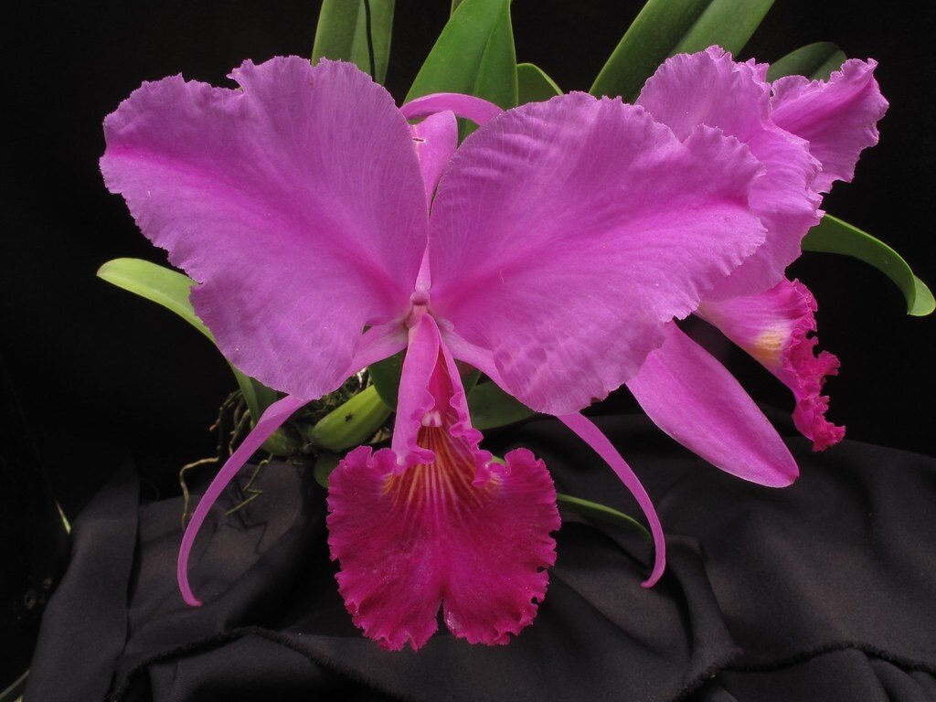 Орхидея Cattleya trianae