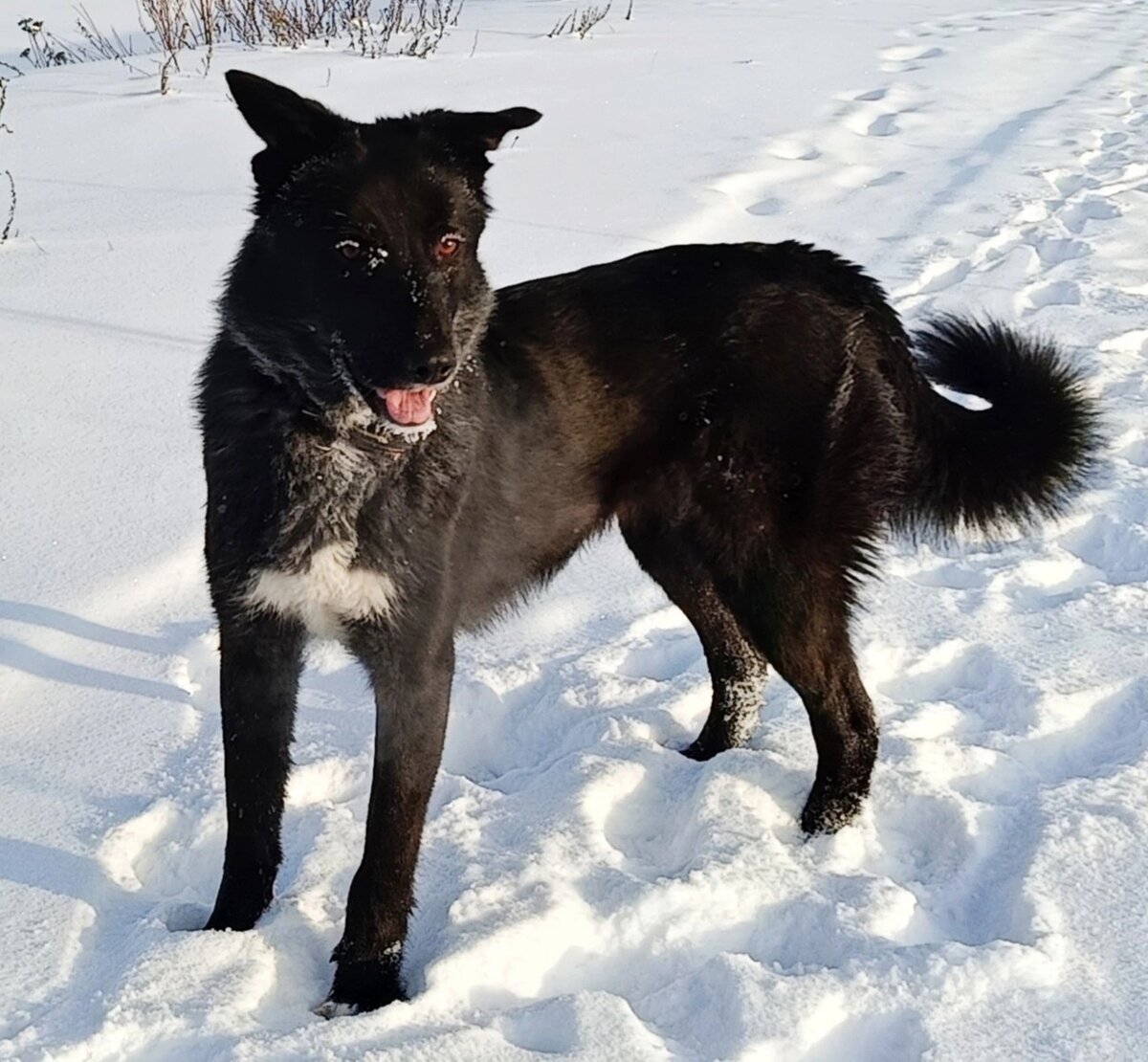 Дай лапу джим чусовой