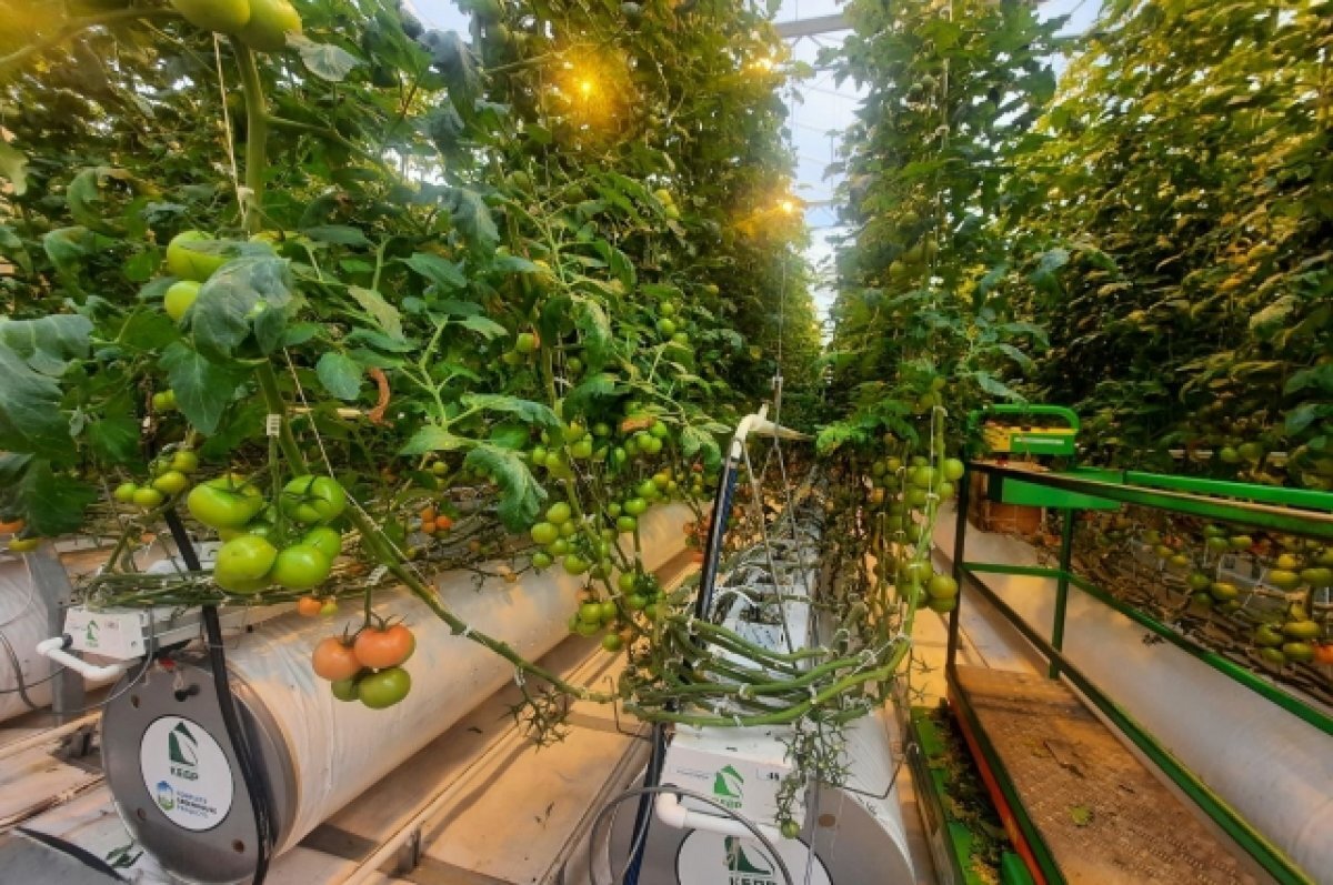    Астраханцев приглашают на работу в тепличный комплекс «Кедр»