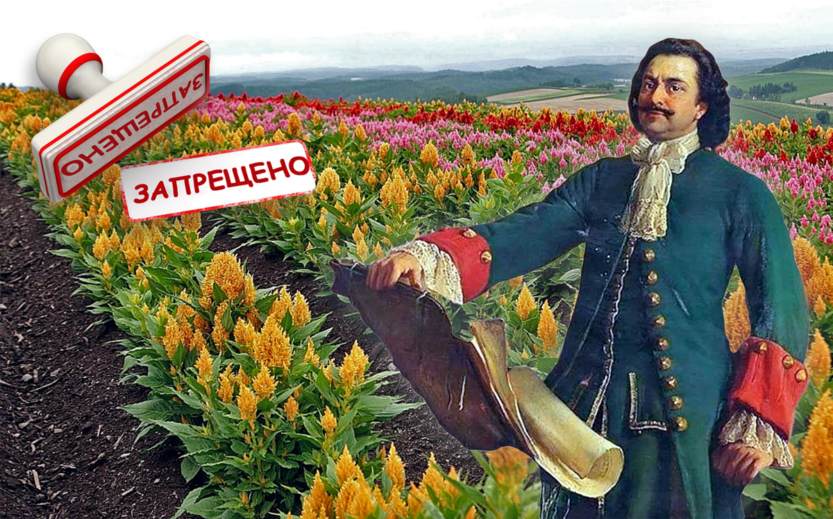 Хлеб славян из амаранта: почему Пётр 1 во время своих реформ запретил его, завезя в Россию европейские злаки