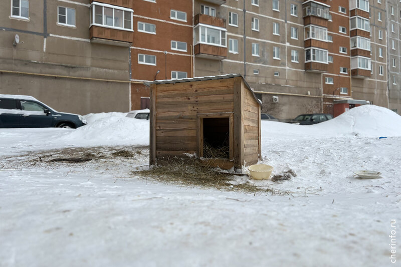    Собаку зовут Найда. В морозы жильцы дома № 32/1 по улице Красной установили для животного деревянную будку во дворе.