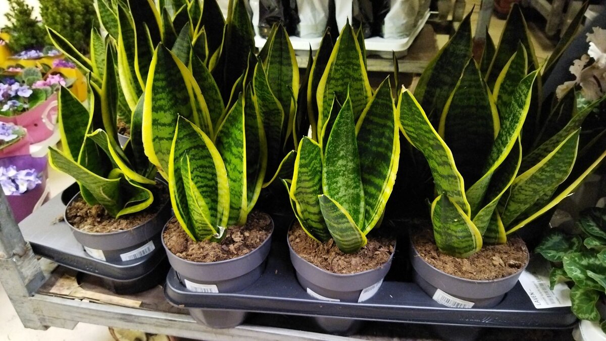 сансевиерия не растет