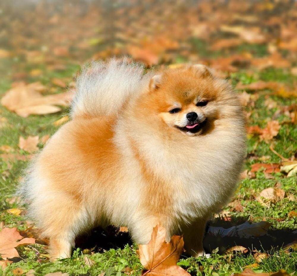 Померанский шпиц, источник https://clck.ru/37rKnL