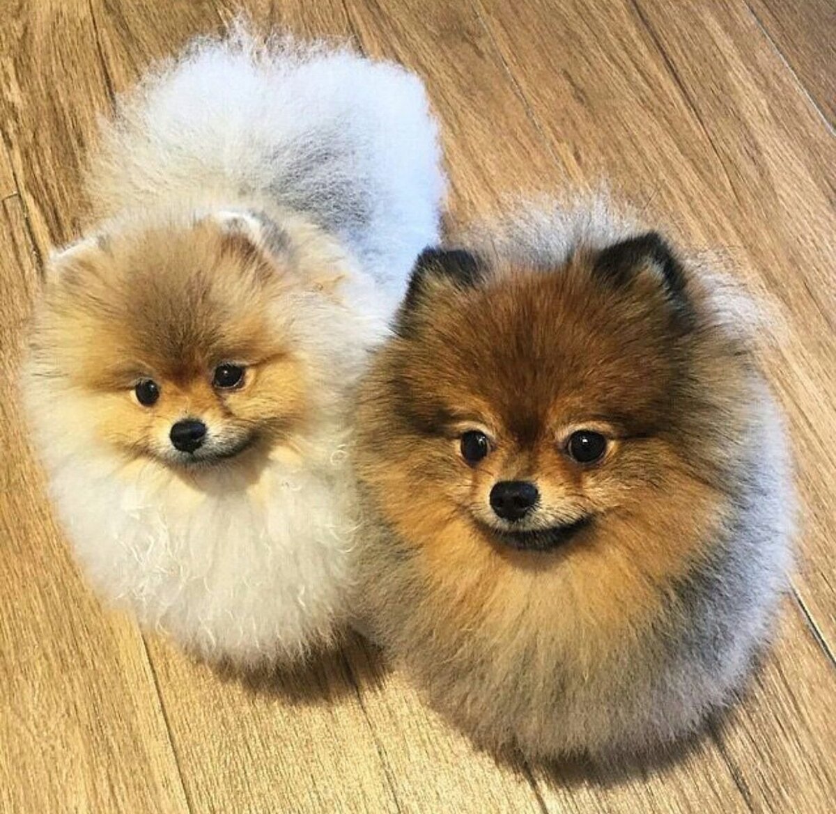 Источник https://clck.ru/37rMaA