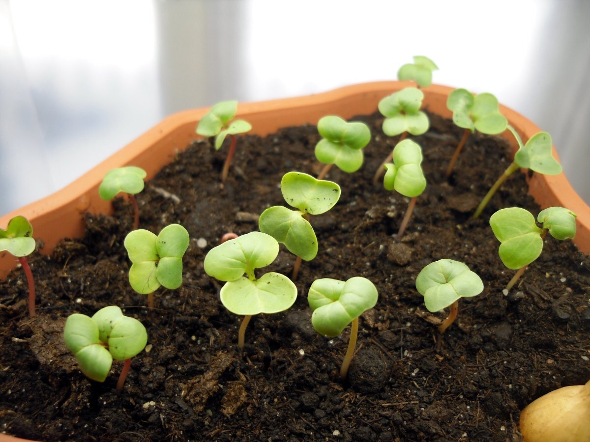    Всходы редиса. Фото автора