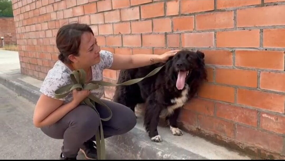 Собака рычит. Злая собака. Агрессия собак. Собака стала агрессивной к хозяину. Собака стала агрессивной к хозяину.