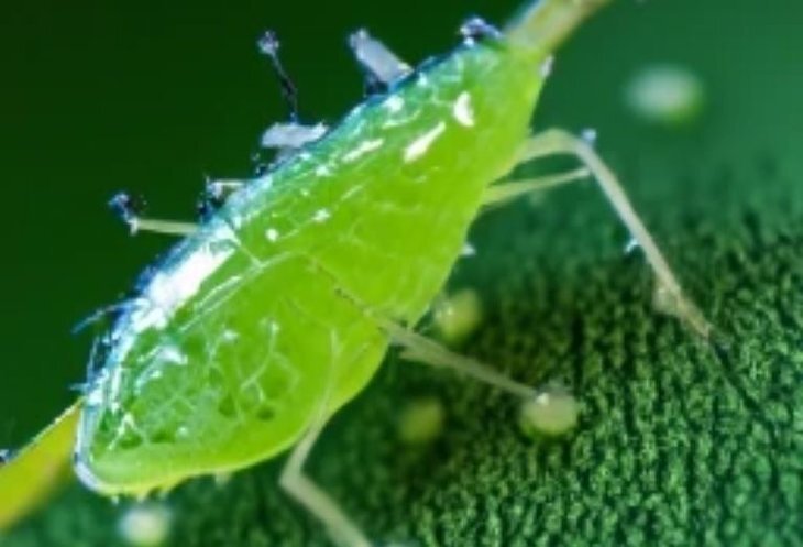    Великобритания не будет отказываться от чрезвычайных разрешений на неоникотиноиды в 2024 году