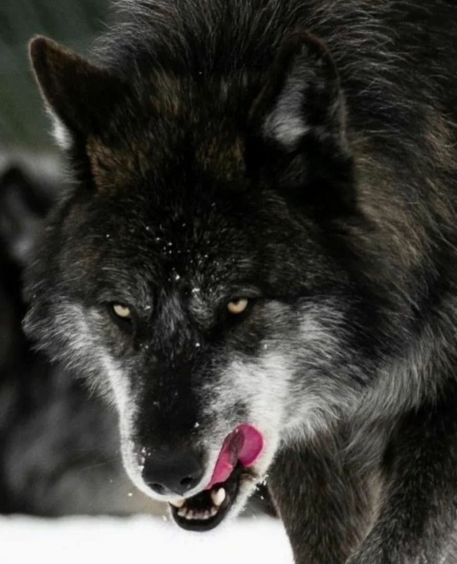  В Новгородской области. В деревни, появились волки. Они бегают по посёлку даже днём. Ночью они утащили двух собак. Третью удалось спасти.