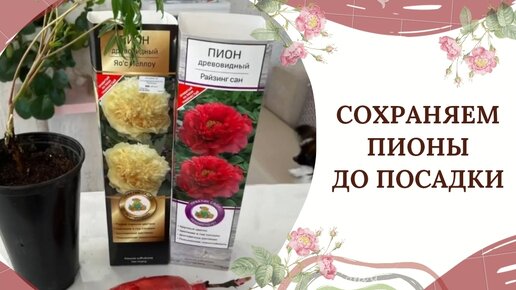 Сохраняем пионы до посадки🌺