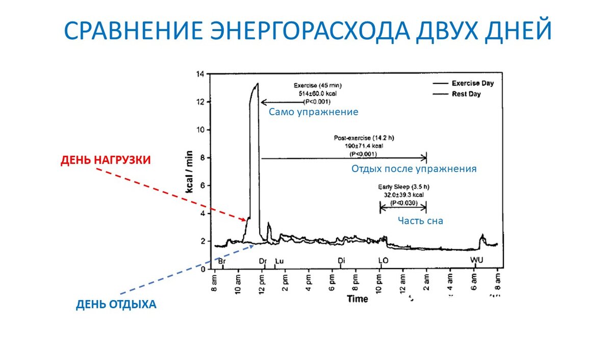 Ускорение метаболизма на 14 часов после тренировки. Научный эксперимент |  Василий Волков | Дзен